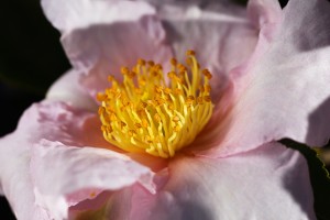 Camellia Flower